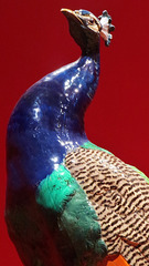 minton's peacock