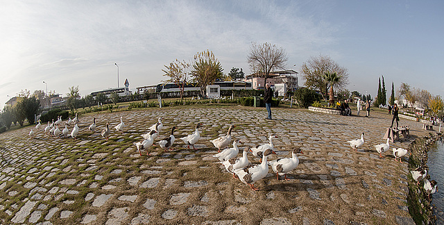 20141203 6012VRFw [TR] Gänsemarsch, Sinterterrassen,  Pamukkale, Denizli