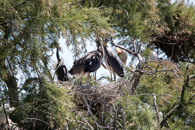 20150518 7923VRTw [R~F] Graureiher (Ardea cinerea), Parc Ornithologique, Camargue