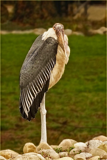 Marabout portrait de demi-profile