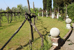 Museums-Weingarten, Torcello