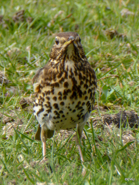 Song Thrush