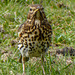 Song Thrush