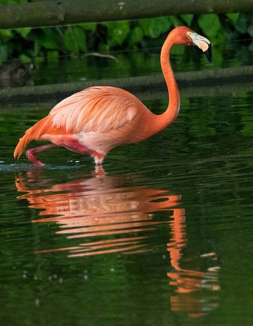 Flamingo