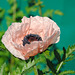 Orient. Mohn