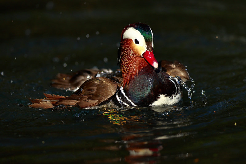 Canard mandarin