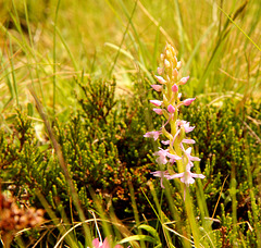 wohlriechende Händelwurz - Gymnadenia odoratissima