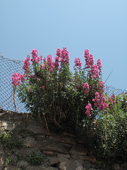 Purple flowers and a fence  HFF!