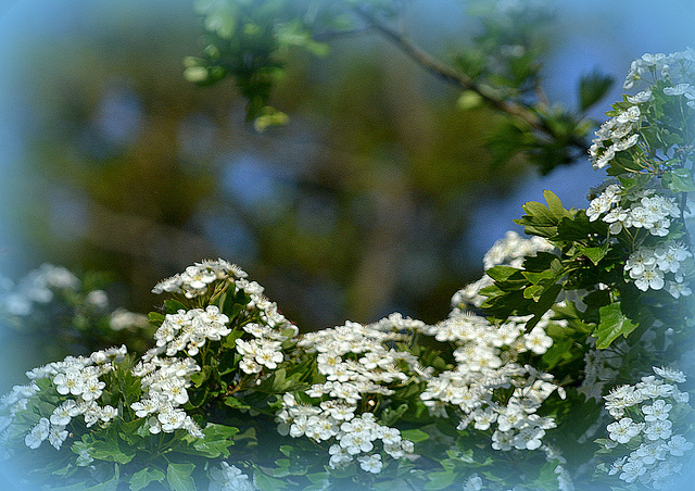 Crataegus   (Meidoorn) Very Healthy