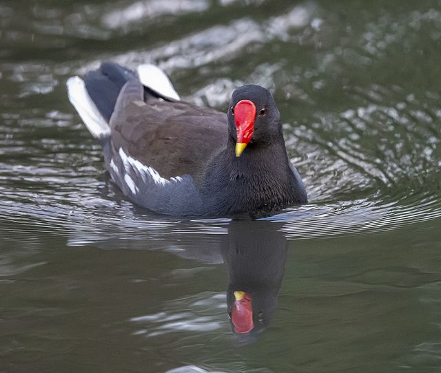 Moorhen