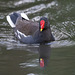 Moorhen