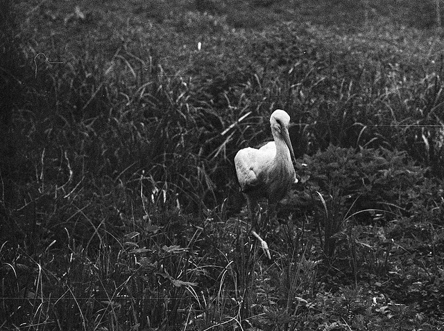 Tiergarten Straubing, Film