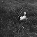 Tiergarten Straubing, Film