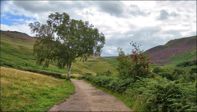 Another from Dovestone