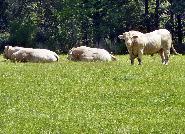 Breuil-sous-Argenton - Charolaise