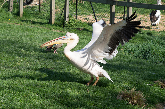 pélican blanc (Pelecanus onocrotalus) et ouette d'Egypte