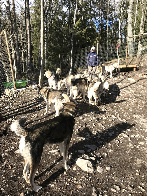 Manuela and her huskies