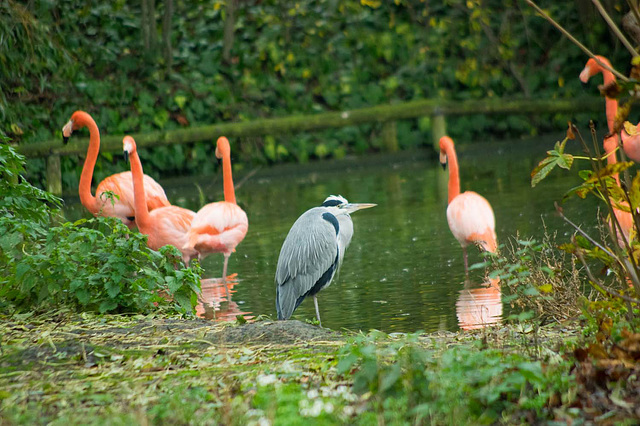 Flamingos and company