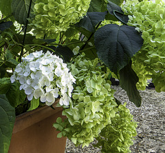 Annabelle with White and Green flowers