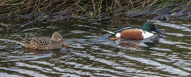 Shoveler ducks