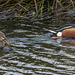 Shoveler ducks