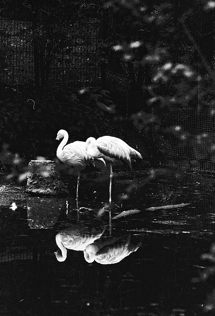 Tiergarten Straubing, Film