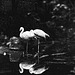 Tiergarten Straubing, Film