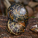 Life under a log. Snails