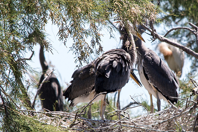 20150518 7924VRTw [R~F] Graureiher (Ardea cinerea), Parc Ornithologique, Camargue