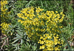 Euphorbia characias (1)