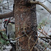 Yellow-bellied Sapsucker