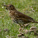 Song Thrush