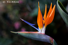 Bird of Paradise 118 copy