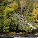 Lower Tahquamenon Falls