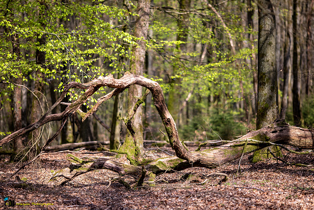 La forêt