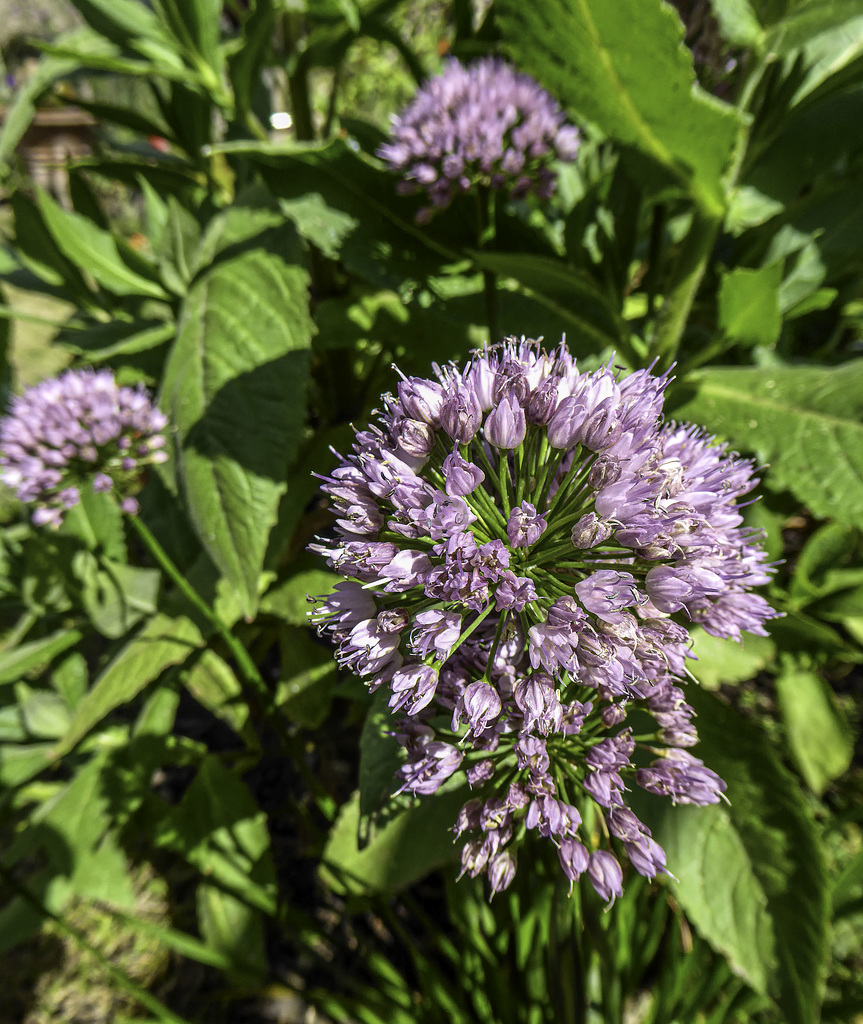 Pink Allium