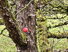 Ein übrig gebliebener kleiner Apfel am Baum