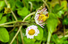 20210606 0437CPw [D~LIP] Gänseblümchen, UWZ, Bad Salzuflen