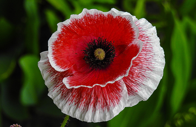 20220608 1275CPw [D~LIP] Kaltsch-Mohn (Papaver rhoeas), Bad Salzuflen