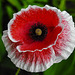 20220608 1275CPw [D~LIP] Kaltsch-Mohn (Papaver rhoeas), Bad Salzuflen