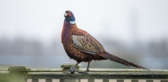 Pheasant