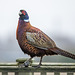 Pheasant