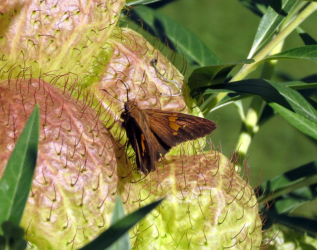 Silver-spotted Skipper (Epargyreus clarus)