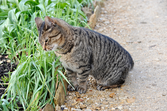 Contemplative Cat