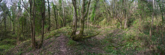Pinhay woodland, East Devon