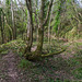 Pinhay woodland, East Devon