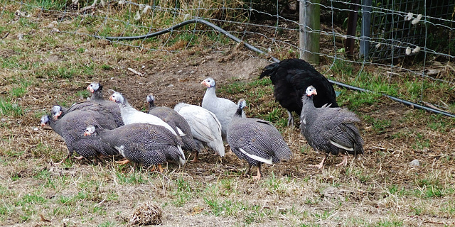 the guineas discover the paddocks