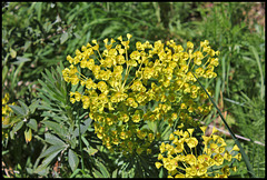 Euphorbia characias (2)