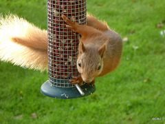 One of the youngsters at breakfast this morning