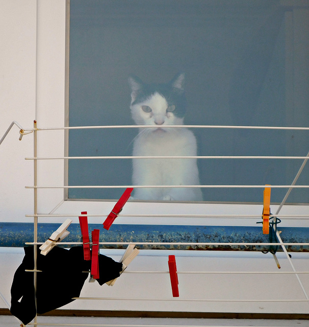 le chat de la voisine qui en pince pour moi